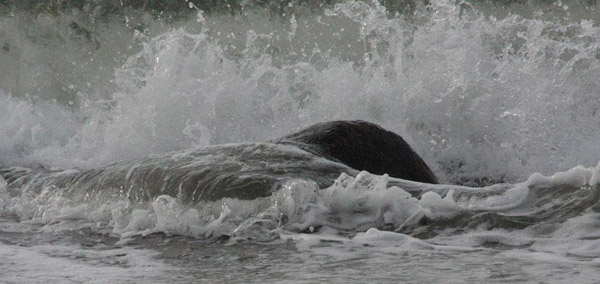 394677_446115038761854_252185369_n